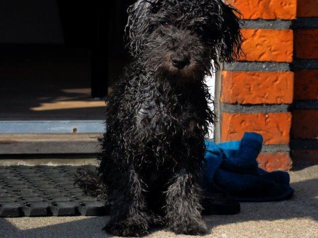 Dværgpuddel Perle (forældres) billede 2