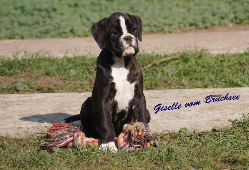 Boxer Giselle vom Bruchsee billede 1