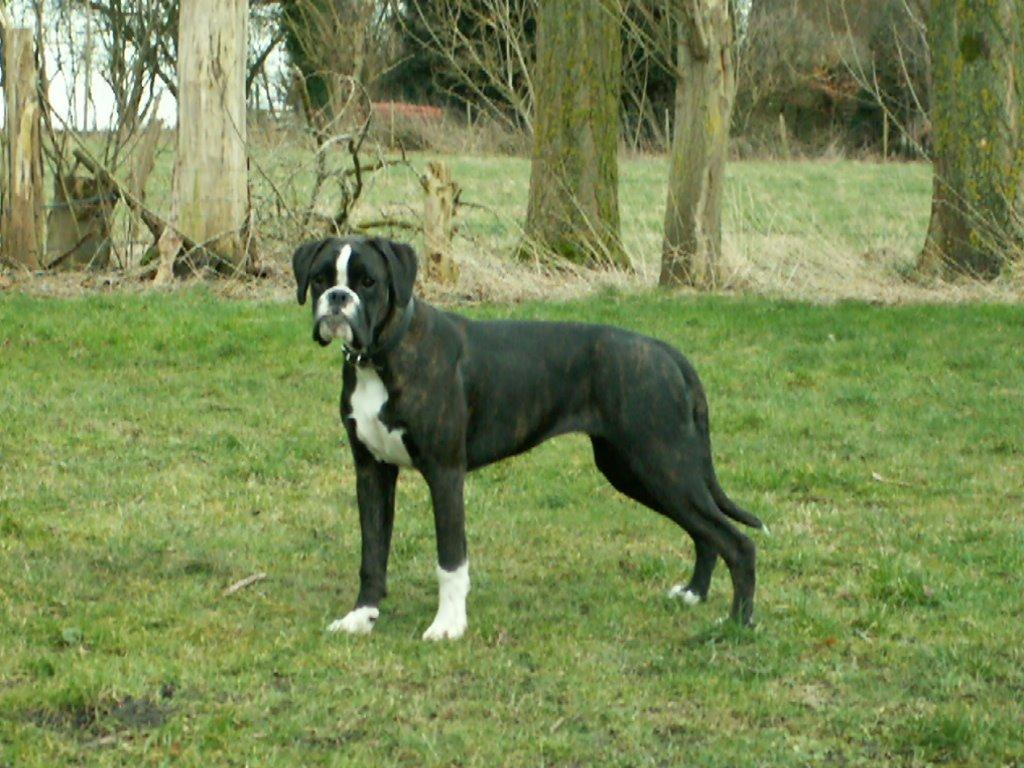 Boxer Giselle vom Bruchsee billede 10