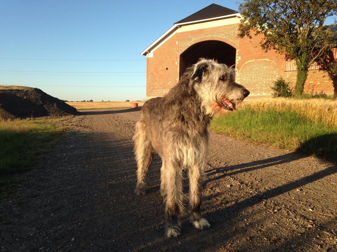 Irsk ulvehund Azimut - aftentur til bondegården ❤️ 7 år og 8 måneder  billede 26