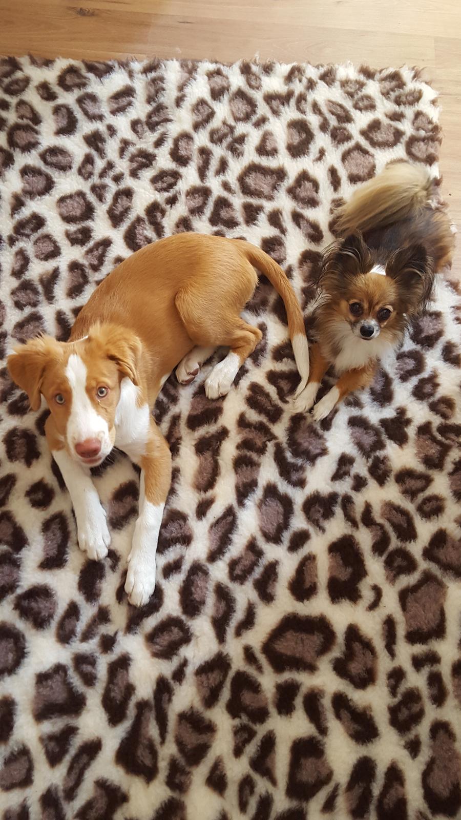 Nova scotia duck tolling retriever Coco billede 5