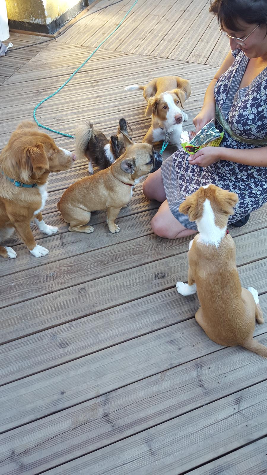 Nova scotia duck tolling retriever Coco billede 6