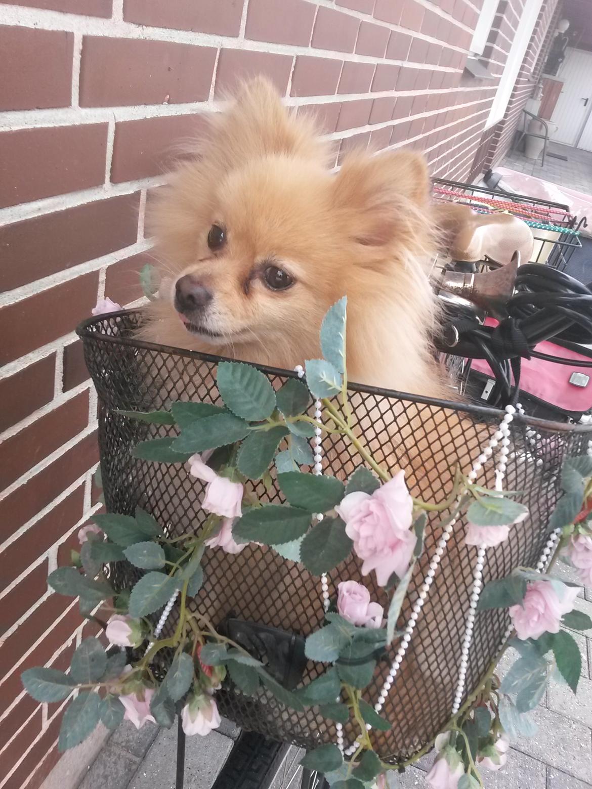 Pomeranian Jack D - Jack elsker at komme med ud at cykle. billede 1