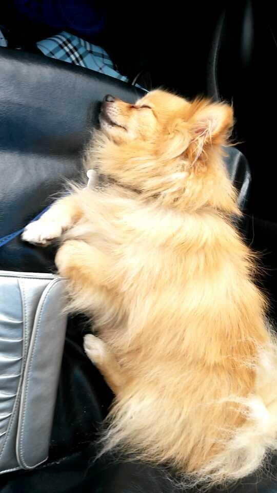 Pomeranian Jack D billede 2