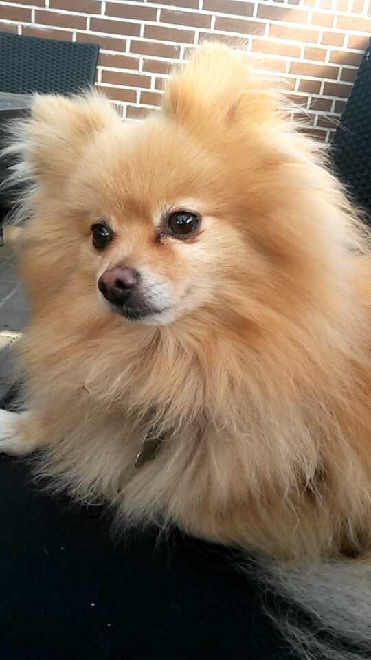 Pomeranian Jack D billede 7