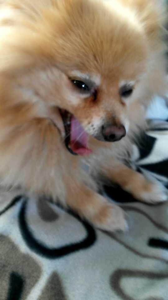 Pomeranian Jack D - Gaaab! billede 8