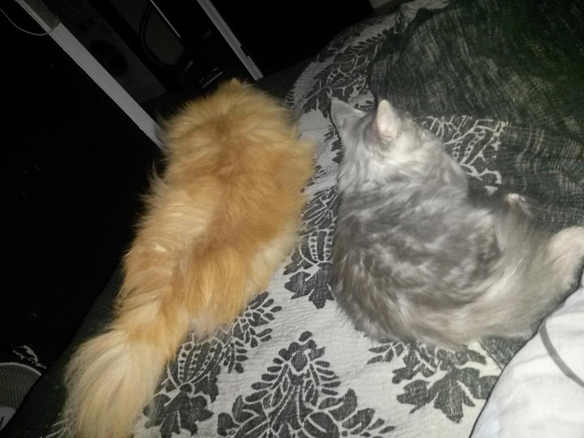 Pomeranian Jack D - Jack og den nye killing Bounty :) billede 9