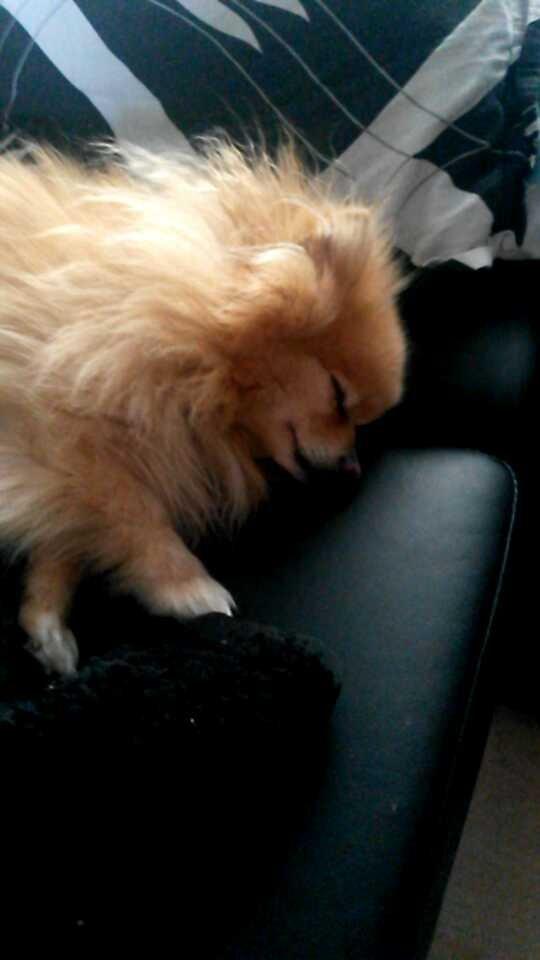 Pomeranian Jack D billede 10