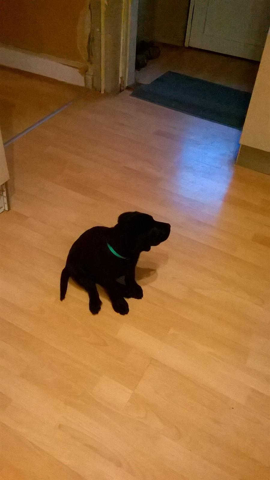 Labrador retriever Balder billede 2