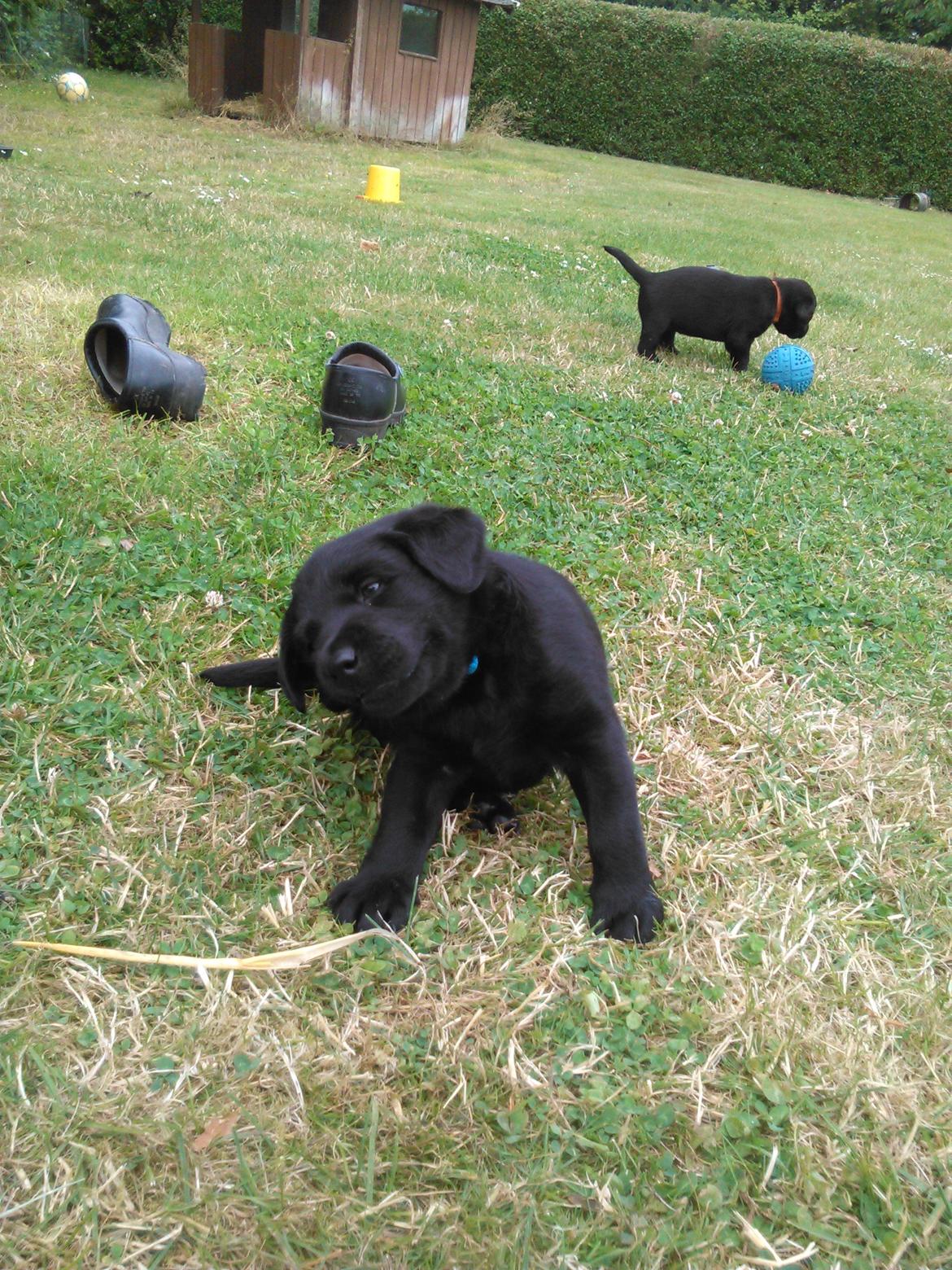 Labrador retriever Balder billede 1