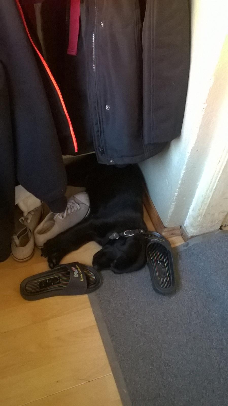 Labrador retriever Balder billede 3