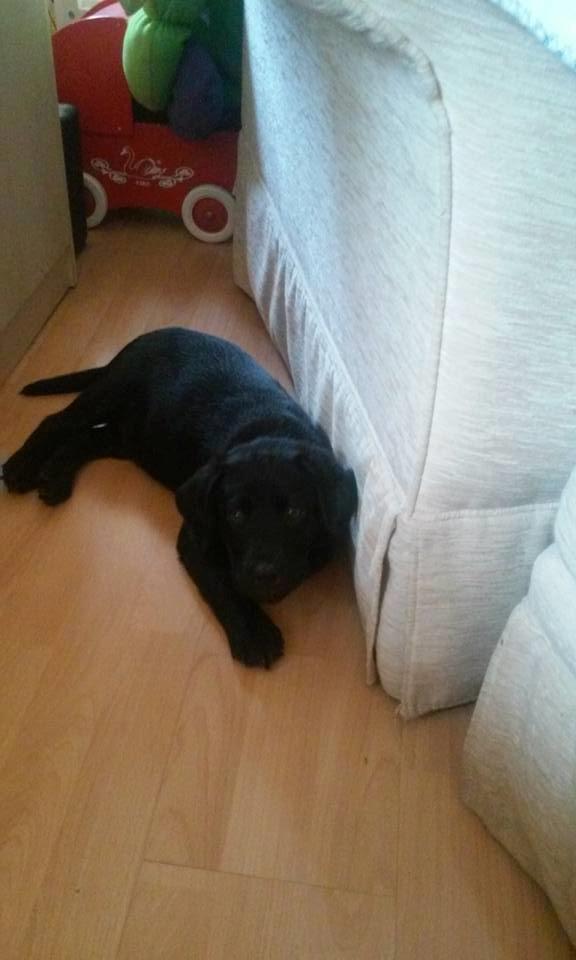 Labrador retriever Balder billede 4