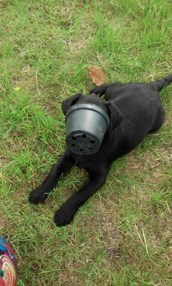 Labrador retriever Balder billede 5