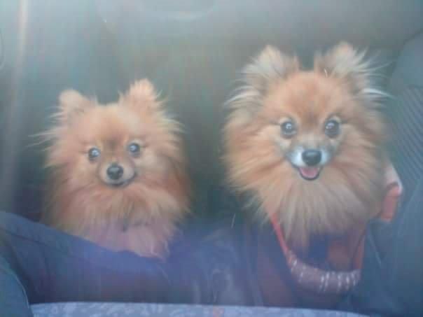 Pomeranian Jack D - Jack's forældre Honey og Buller billede 11