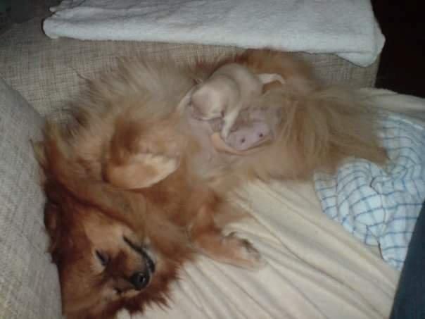 Pomeranian Jack D - Honey og baby Jack billede 12