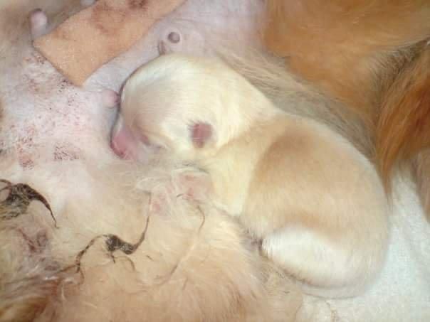 Pomeranian Jack D - Baby Jack :) billede 13