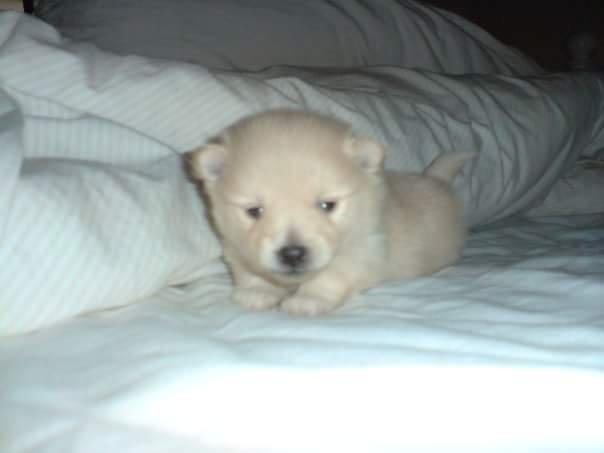 Pomeranian Jack D billede 14