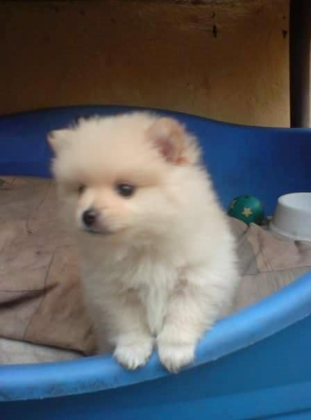 Pomeranian Jack D billede 15