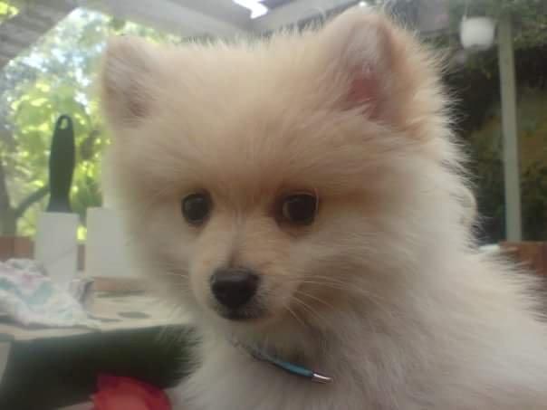 Pomeranian Jack D billede 16