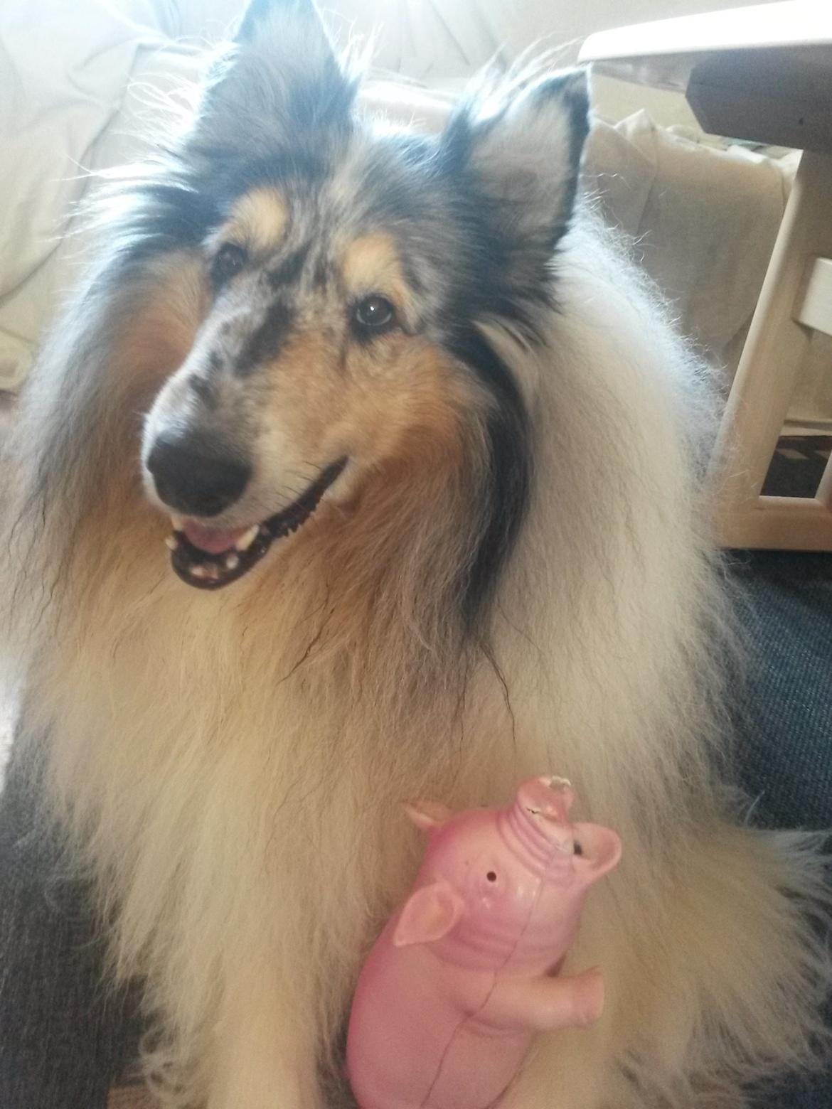 Collie langhåret Uglebjerg Big Daddy  billede 20