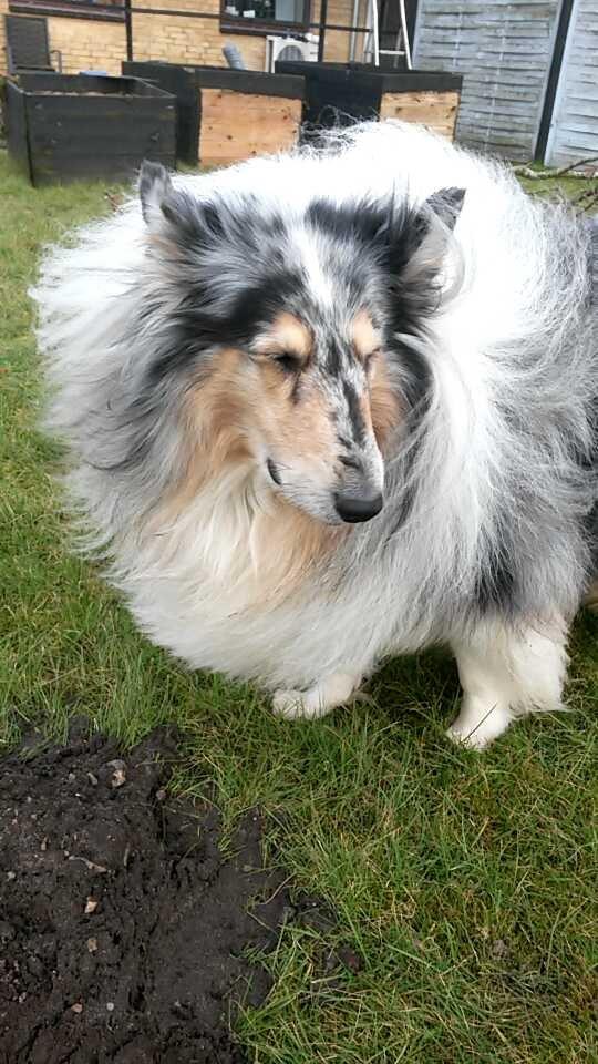 Collie langhåret Uglebjerg Big Daddy  billede 21
