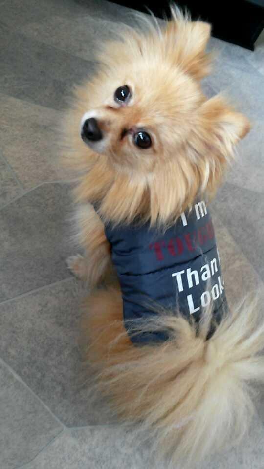 Pomeranian Jack D billede 17