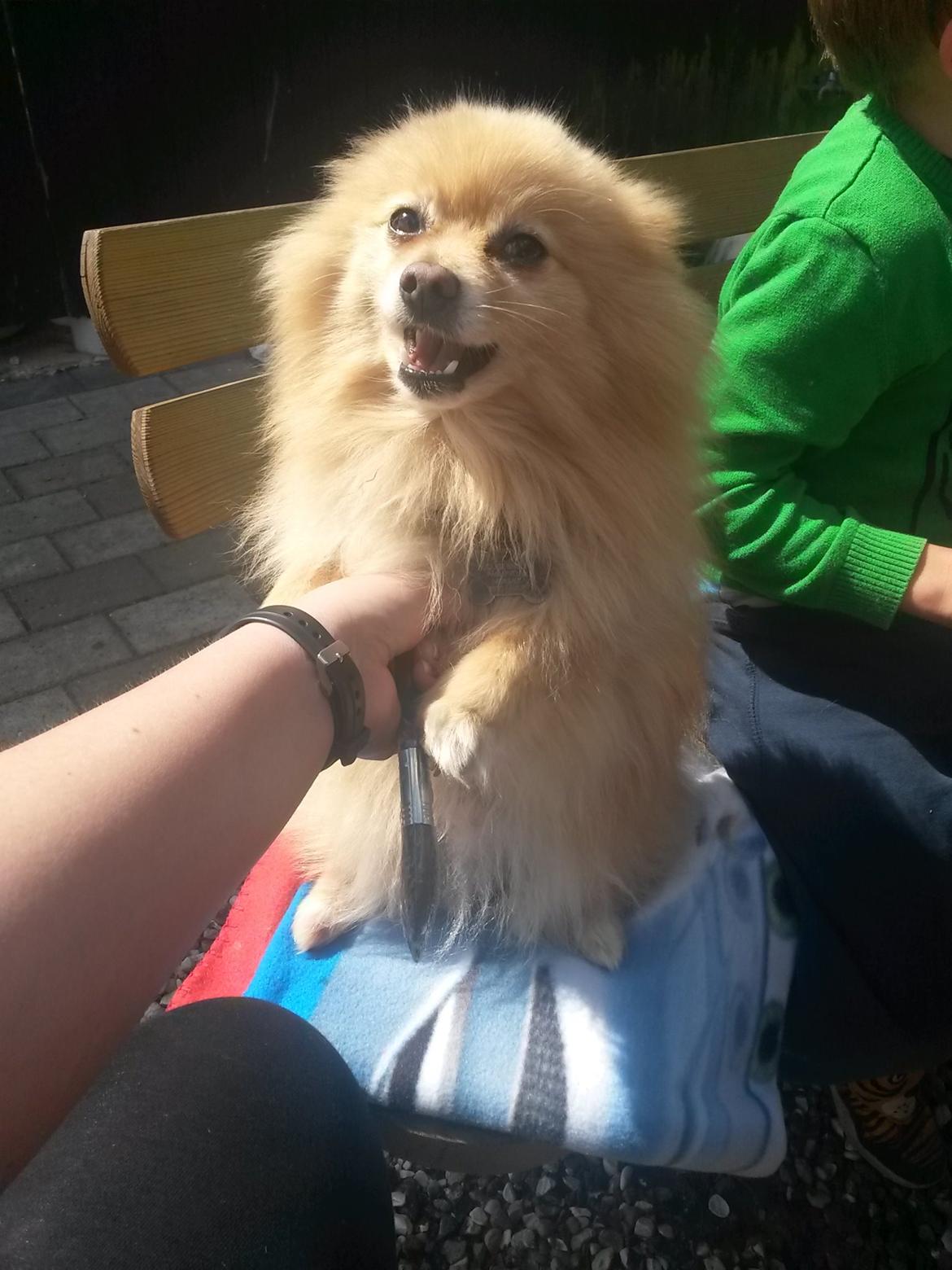 Pomeranian Jack D billede 18