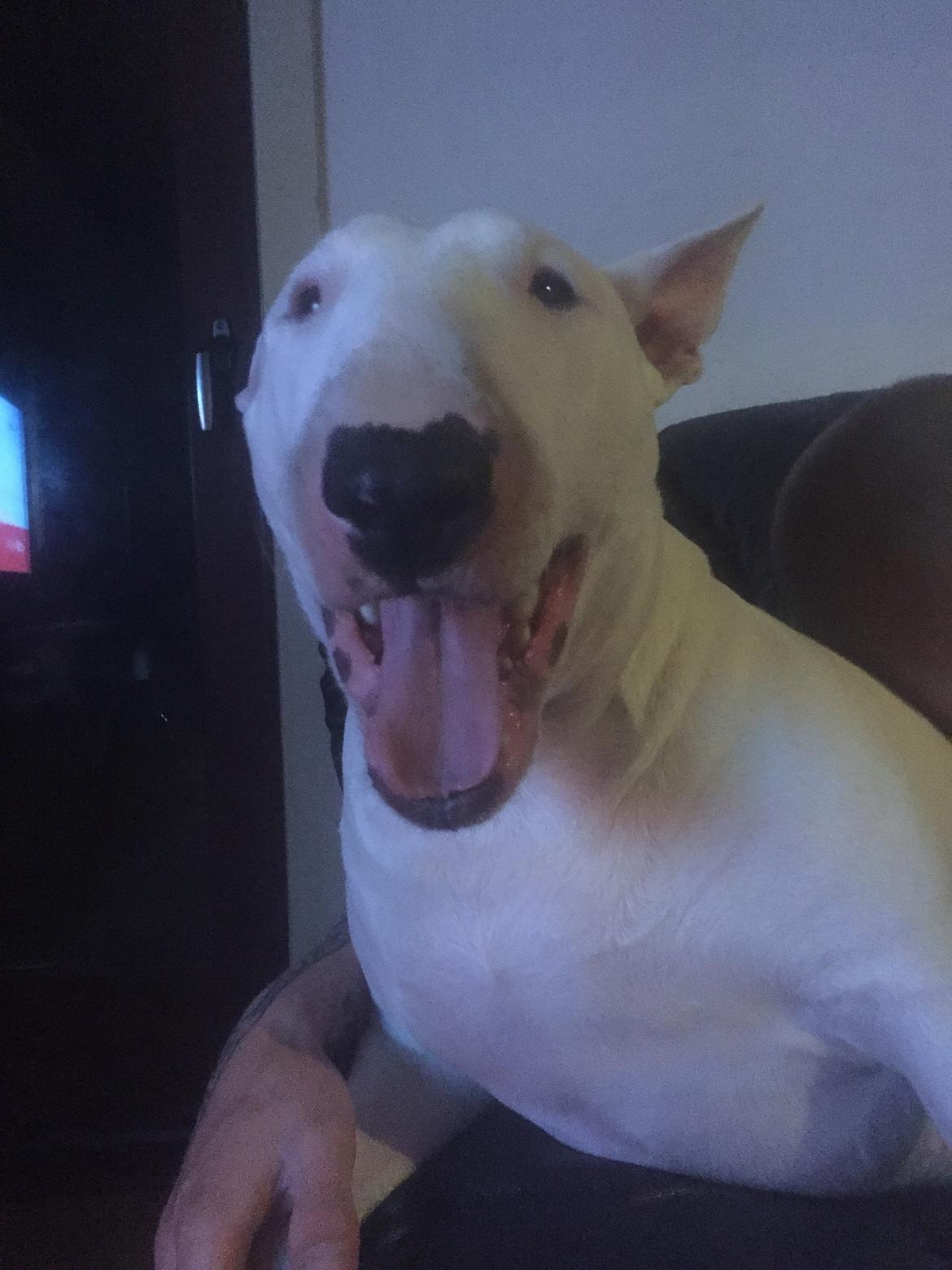 Bullterrier Ronja (Snow-princess) - jeg er træt.  billede 24