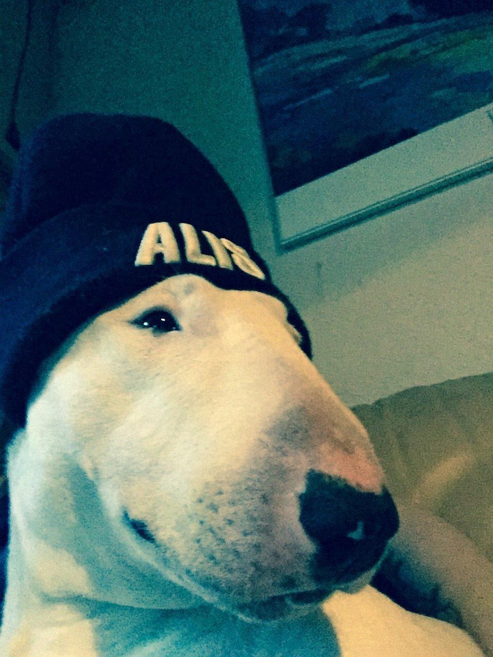 Bullterrier Ronja (Snow-princess) - ronja i sin alis hue.  billede 23