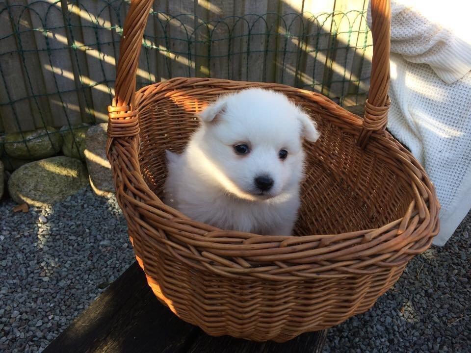 Japansk spids Bella billede 1