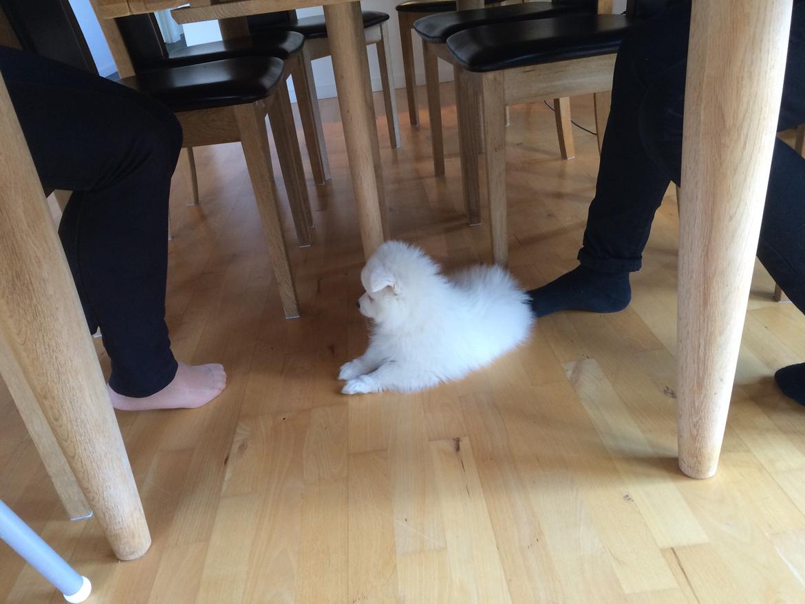 Japansk spids Bella billede 3