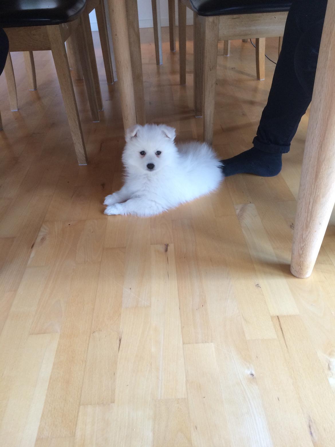 Japansk spids Bella billede 4