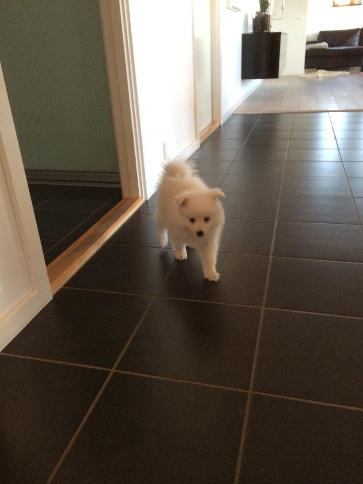 Japansk spids Bella billede 6