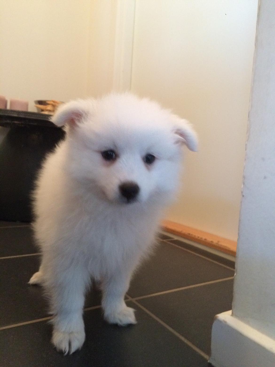 Japansk spids Bella billede 7