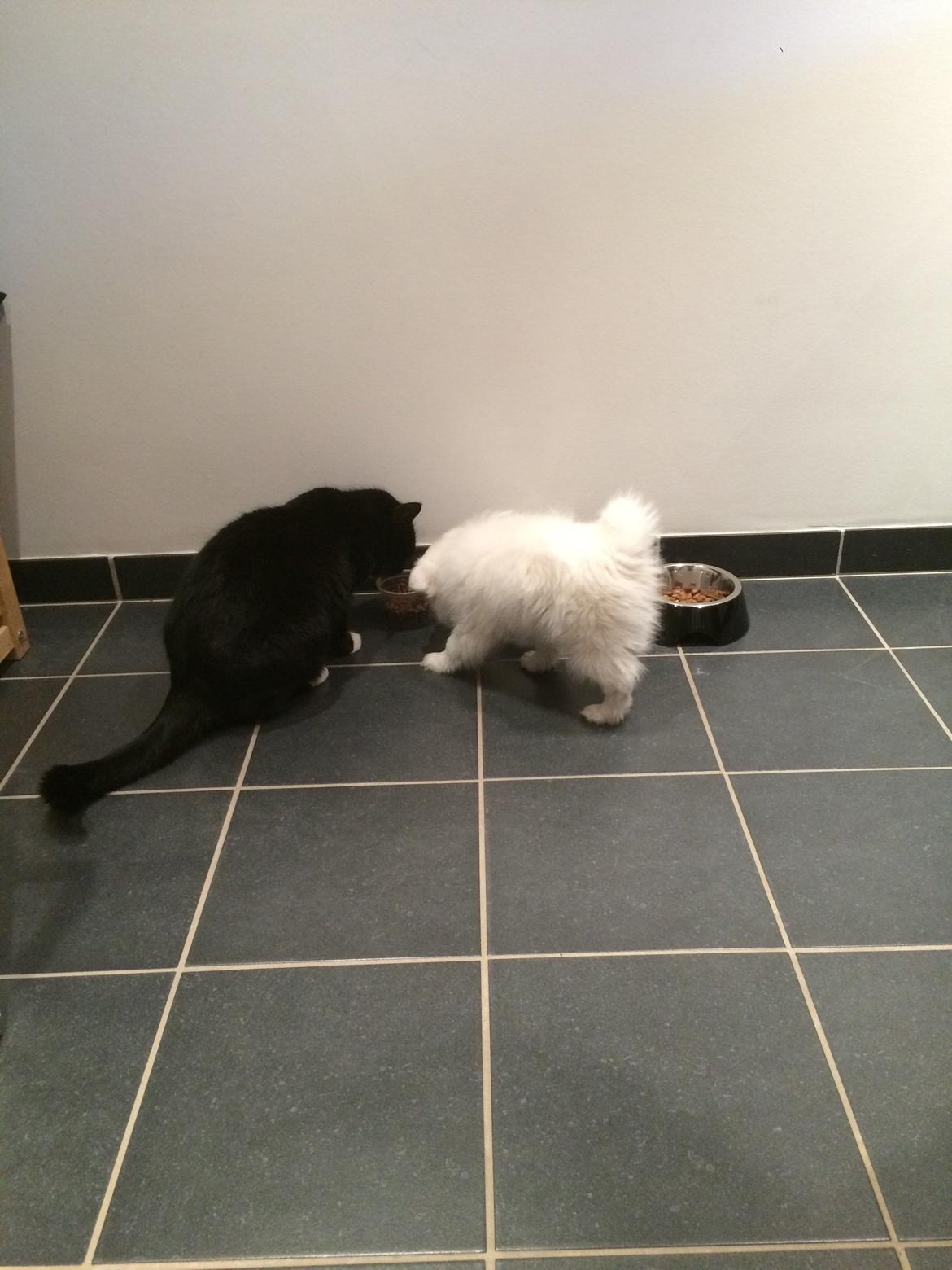 Japansk spids Bella billede 5