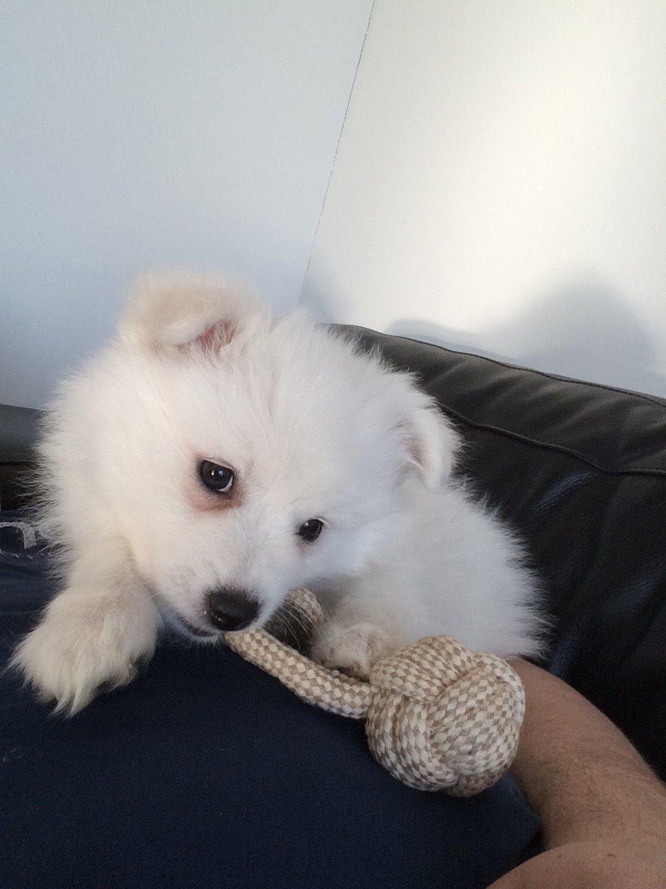 Japansk spids Bella billede 10