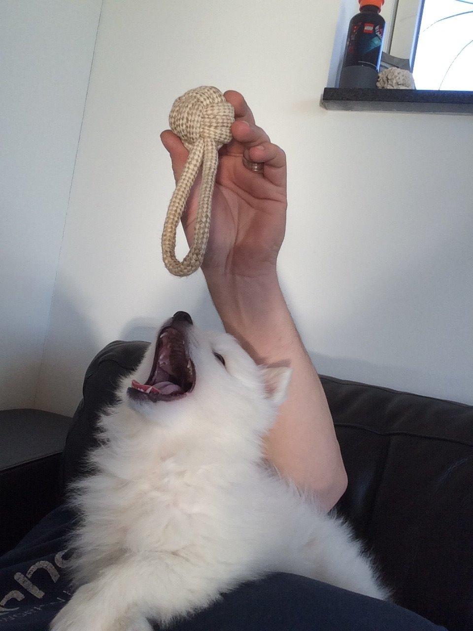 Japansk spids Bella billede 11