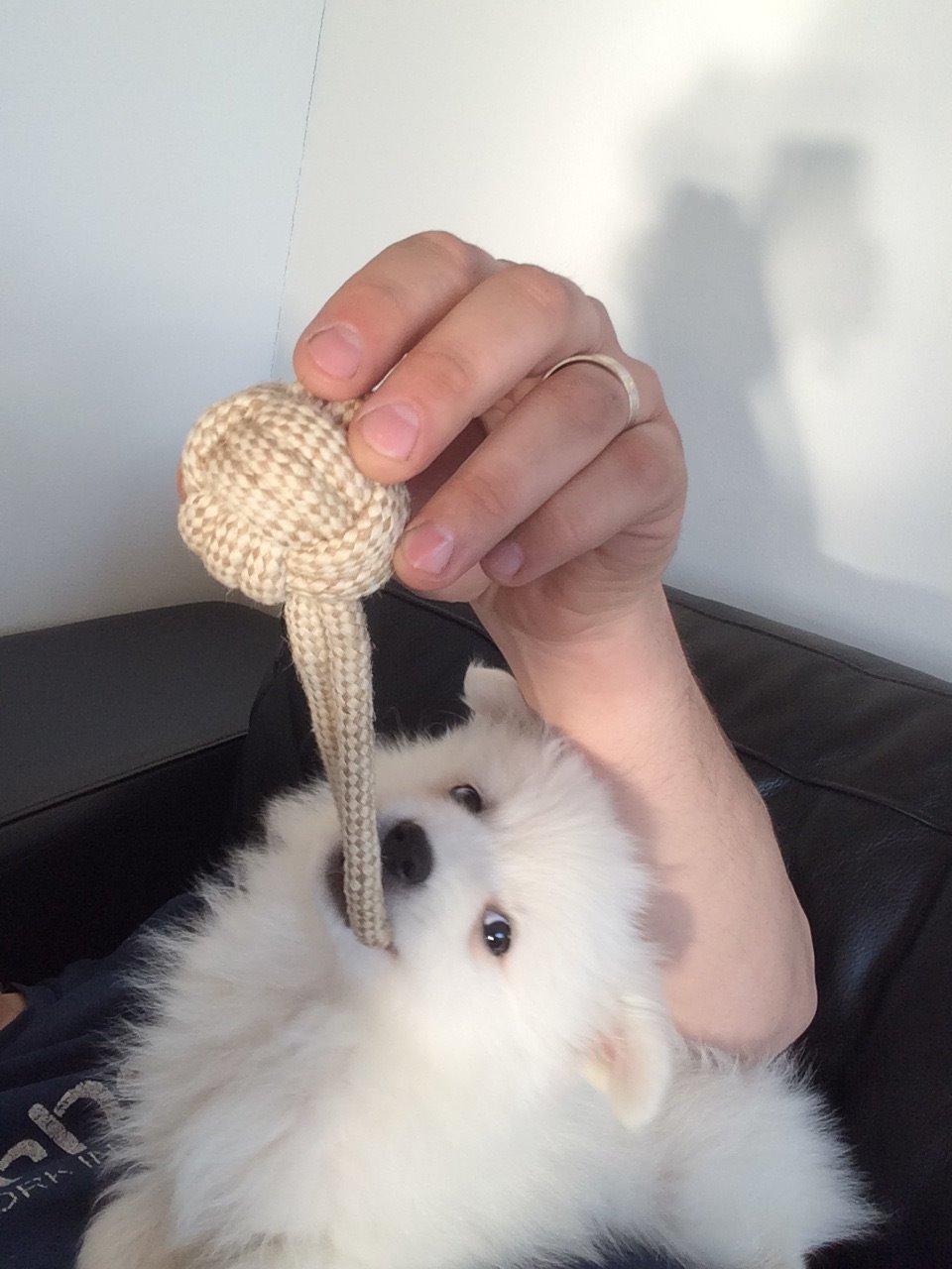 Japansk spids Bella billede 12