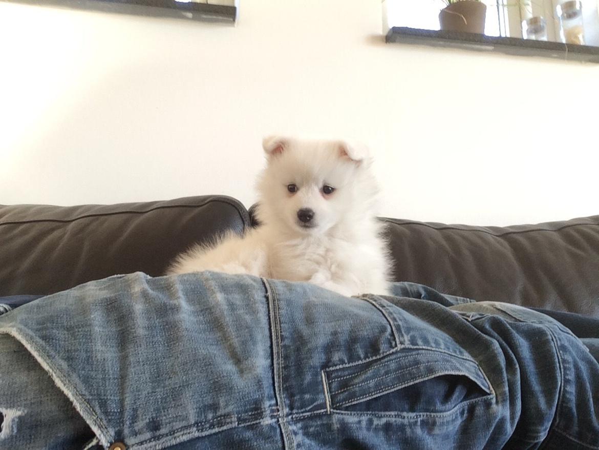 Japansk spids Bella billede 13