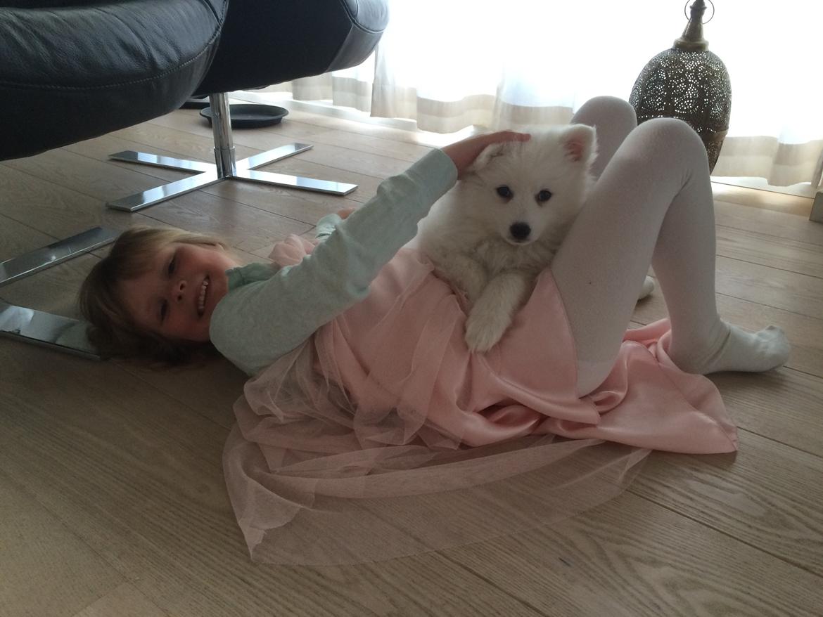 Japansk spids Bella billede 14