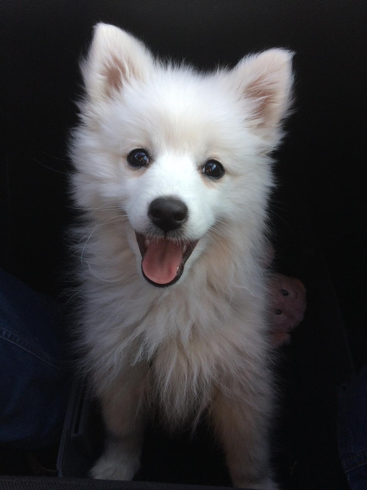 Japansk spids Bella billede 15