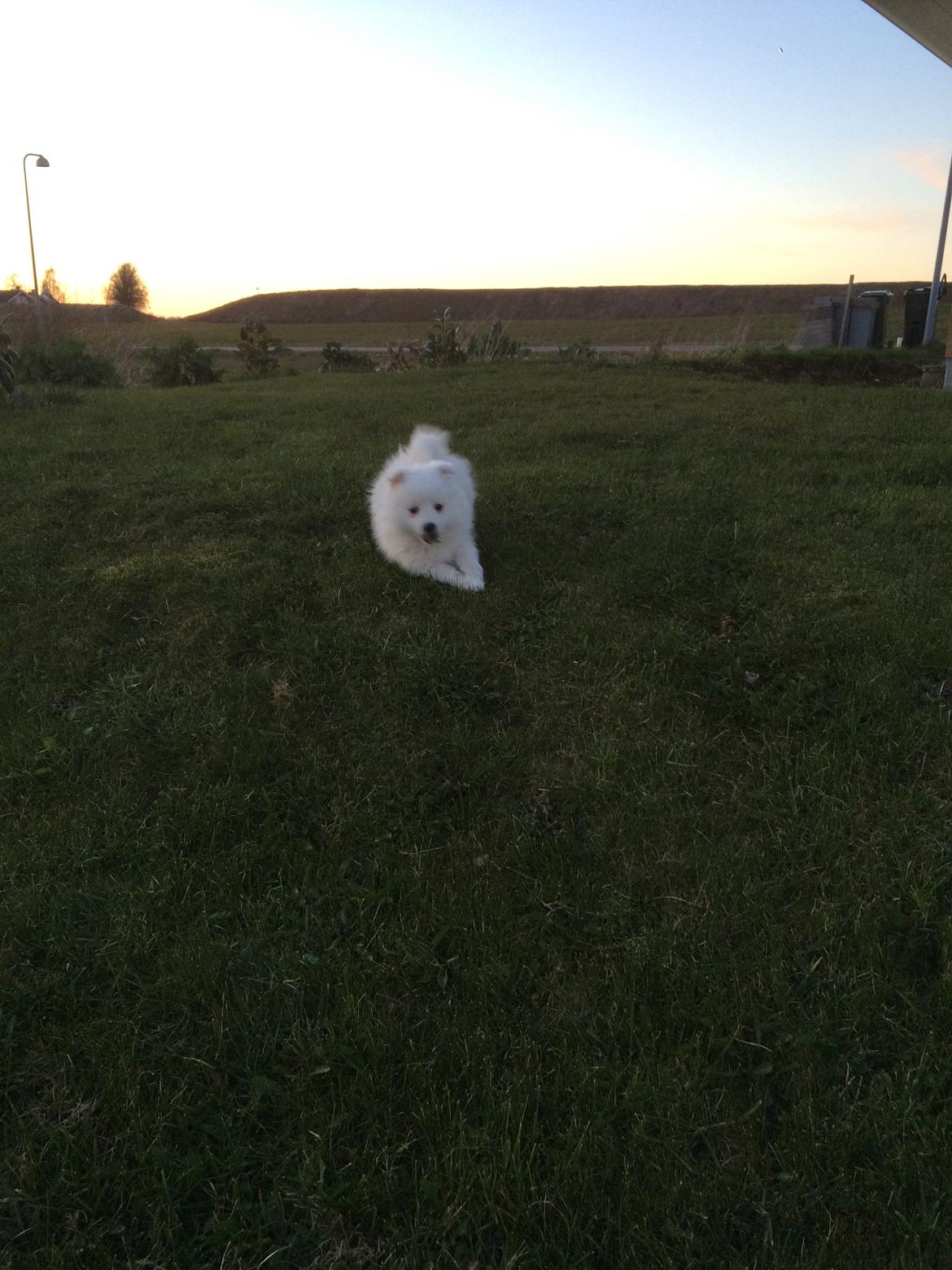 Japansk spids Bella billede 9