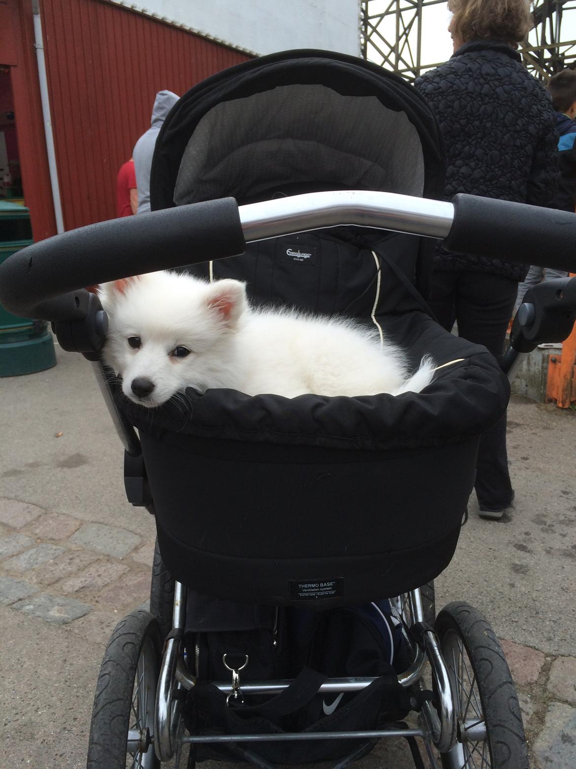 Japansk spids Bella billede 16