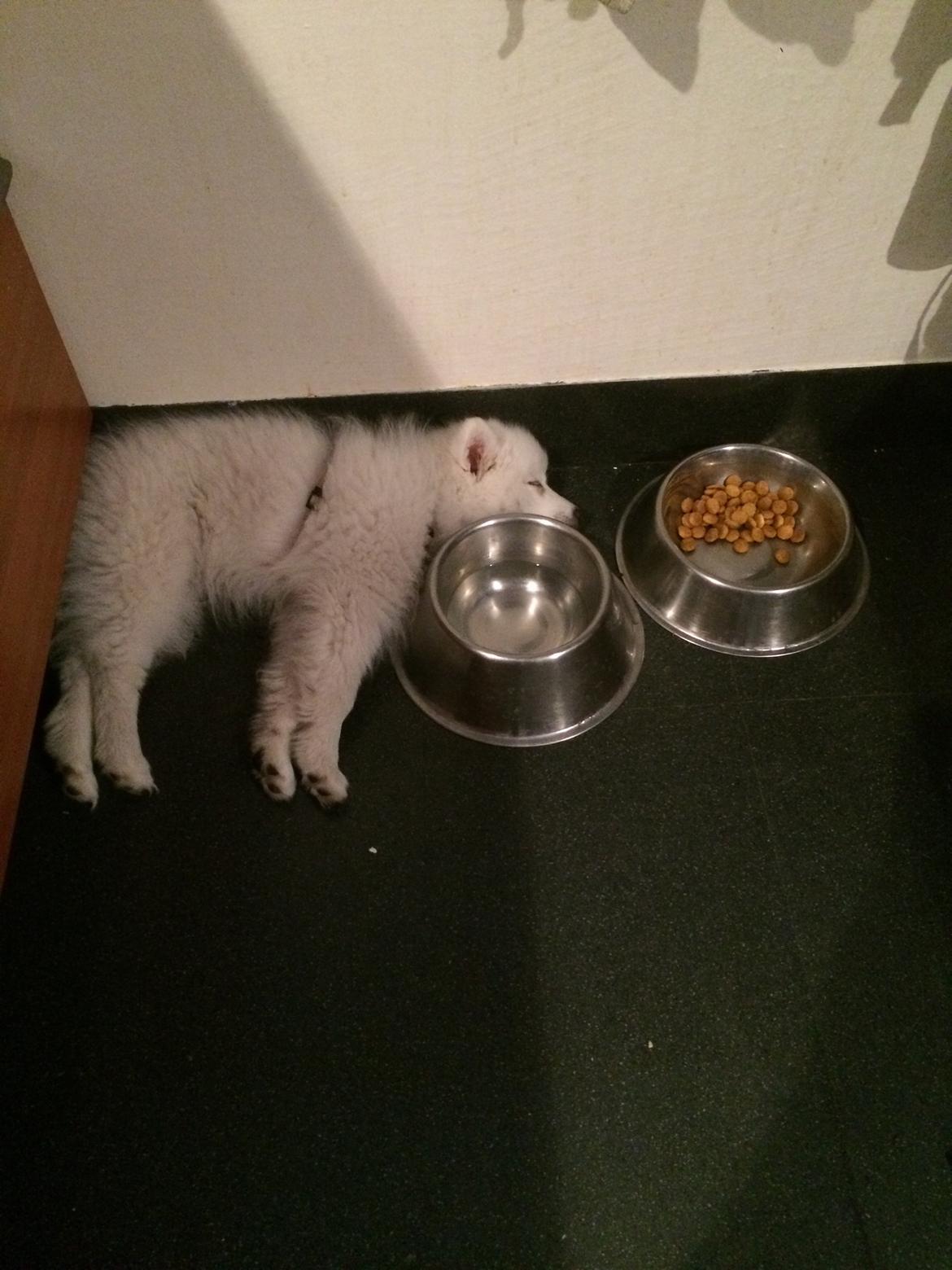 Japansk spids Bella billede 18