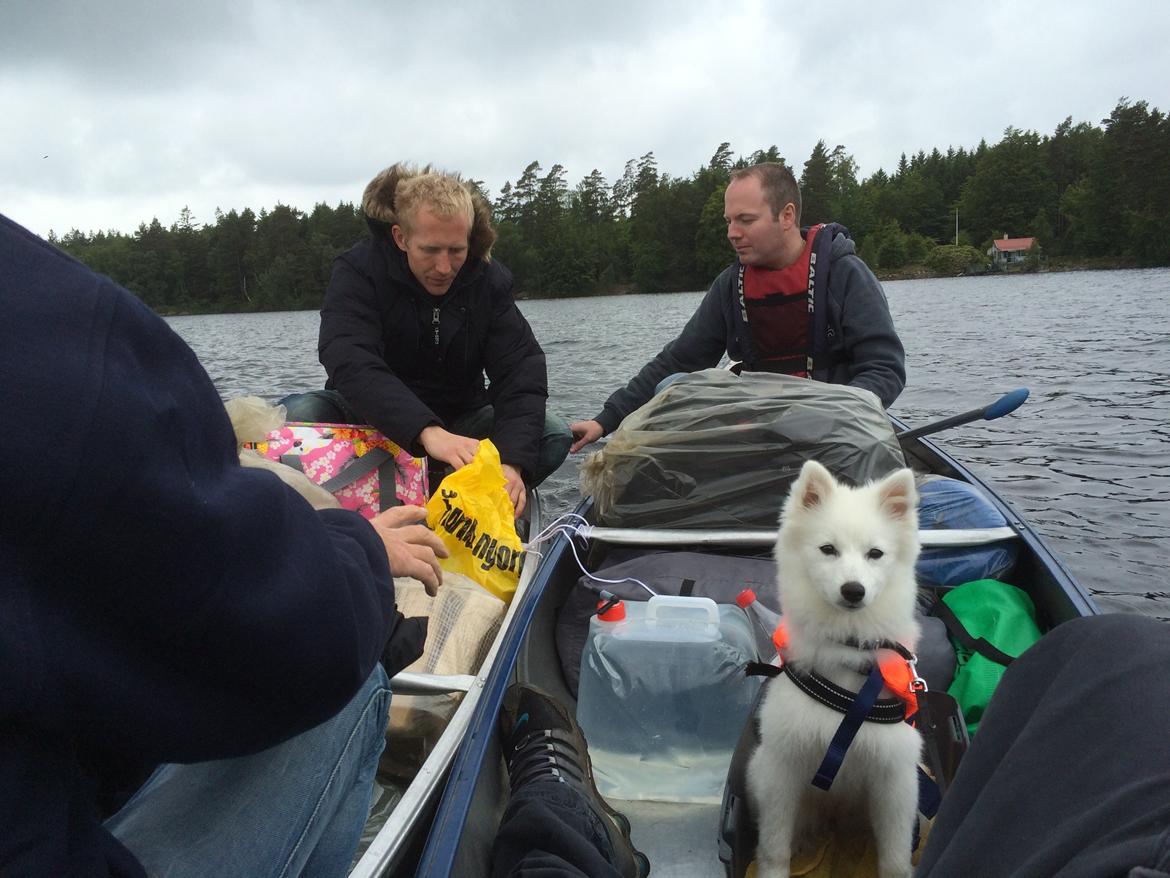 Japansk spids Bella billede 19