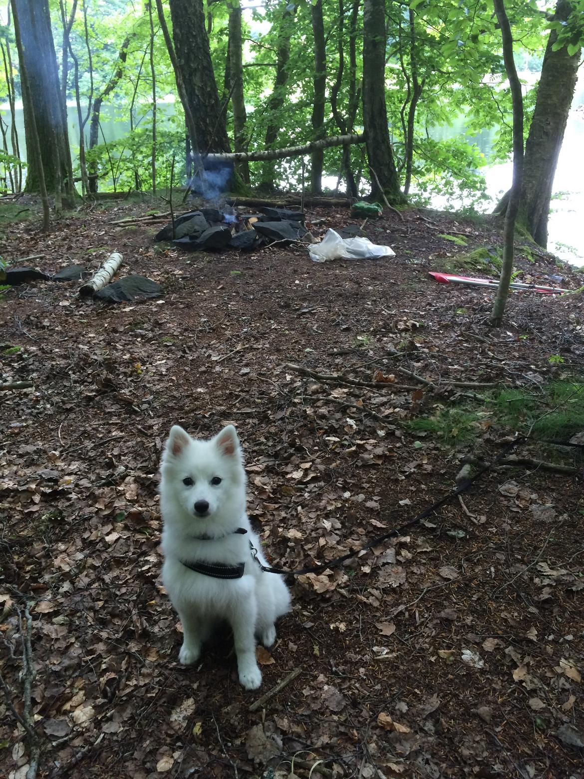 Japansk spids Bella billede 20