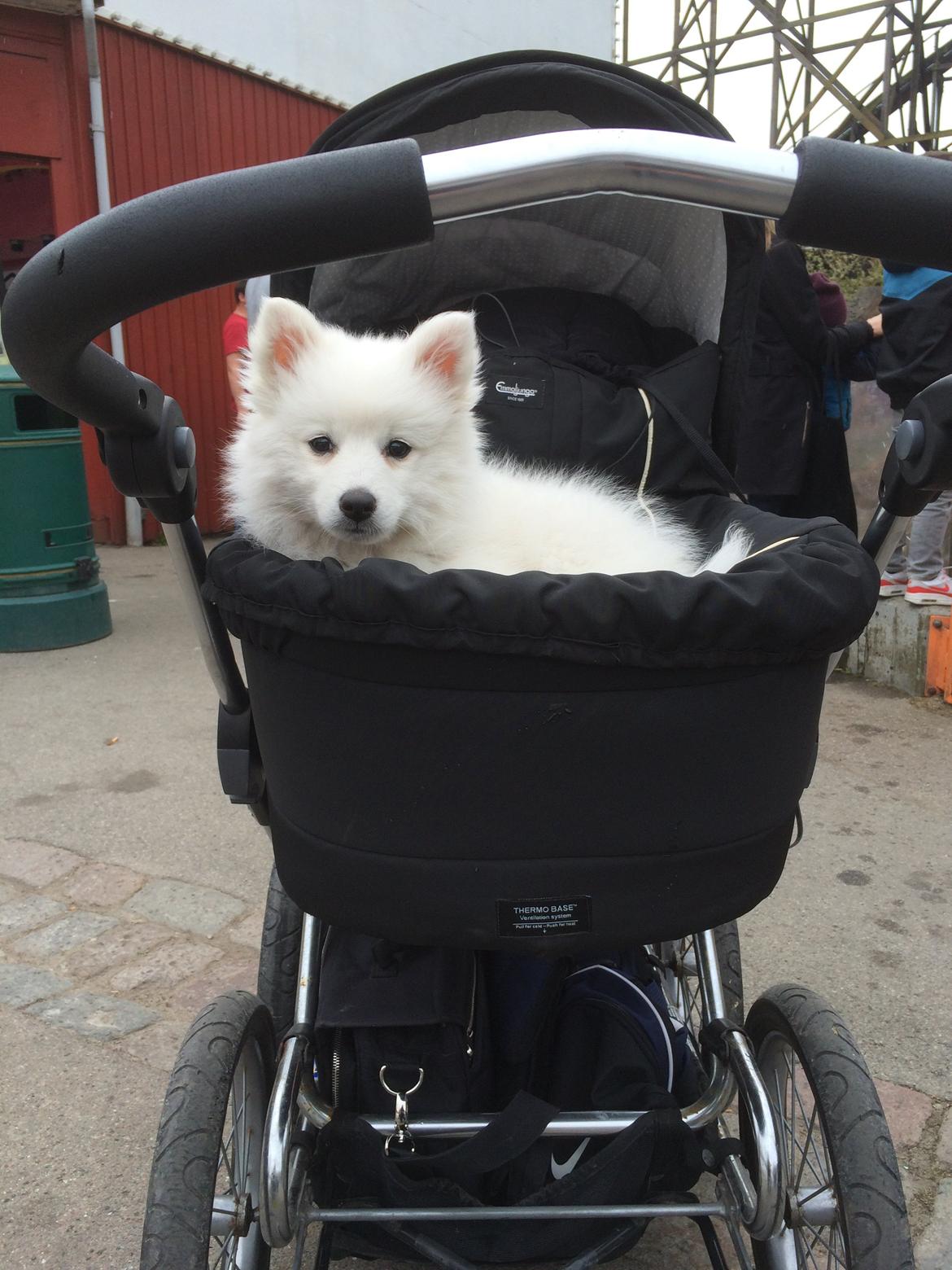 Japansk spids Bella billede 17