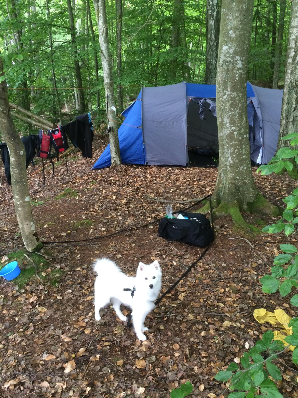 Japansk spids Bella billede 21