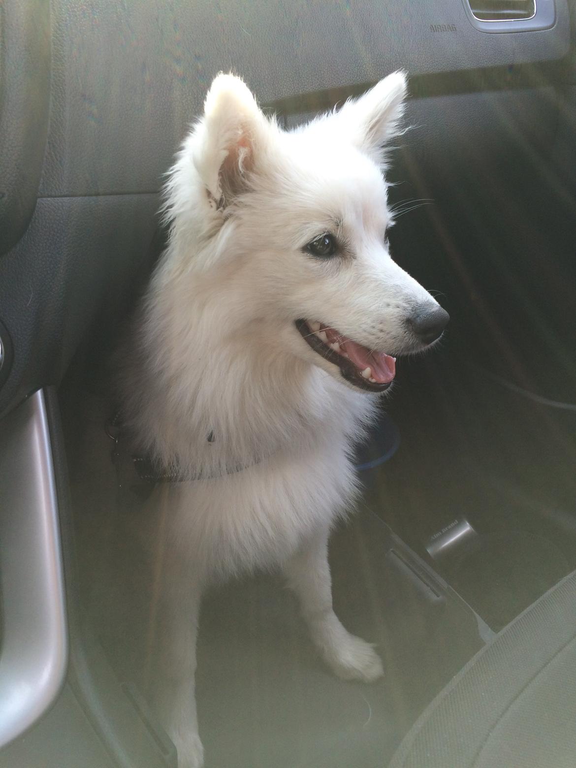 Japansk spids Bella billede 23