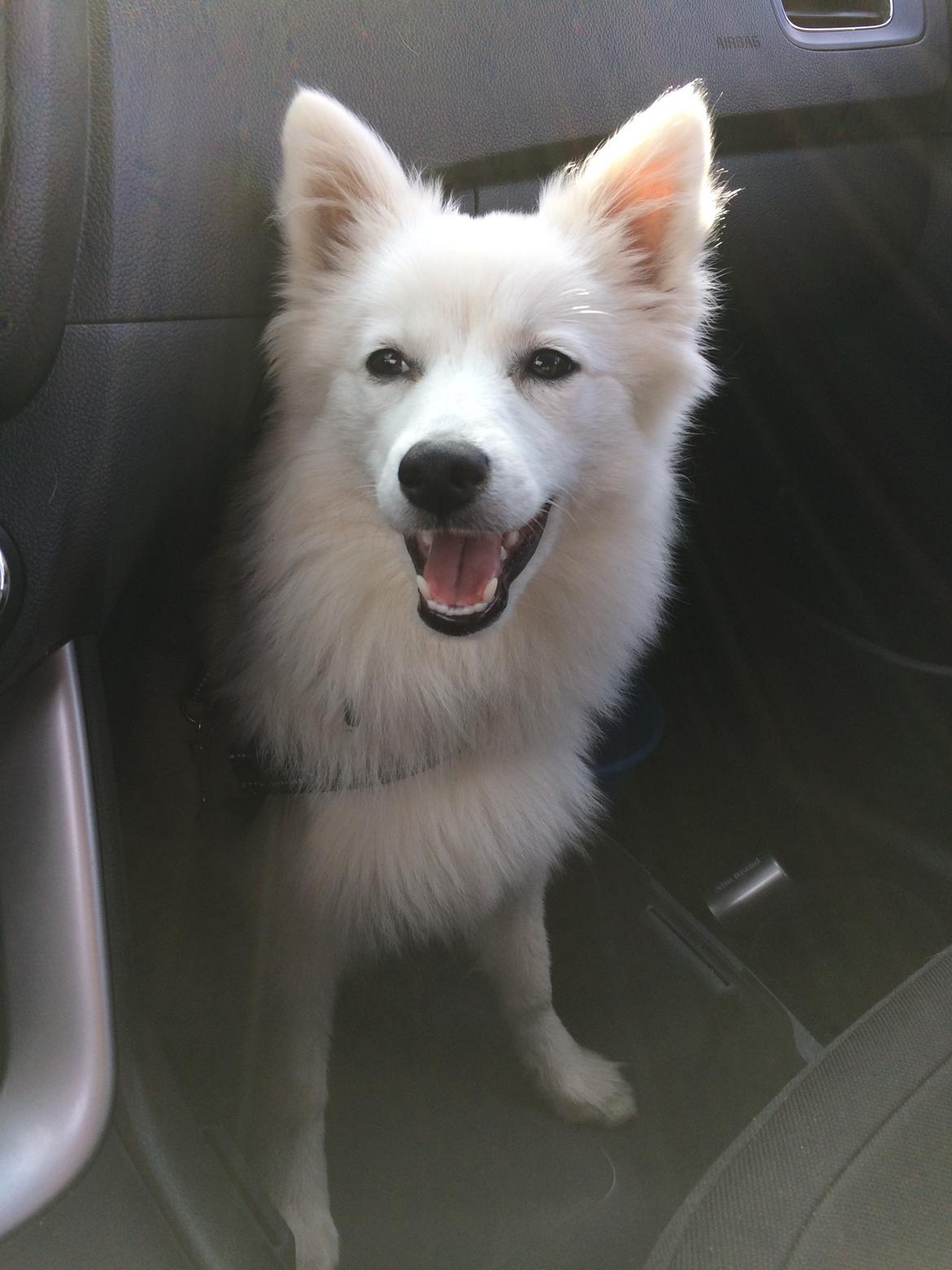 Japansk spids Bella billede 24